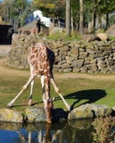 Het oh zo typische plaatje van een drinkende Giraffe